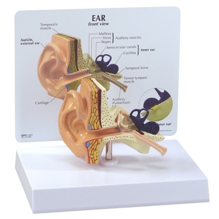 GPI ANATOMICAL Anatomical Model - Ear 2250